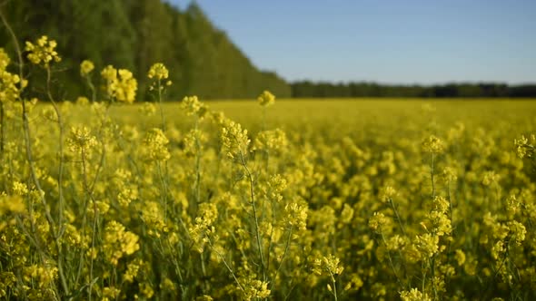 Field of rapeseed at summer