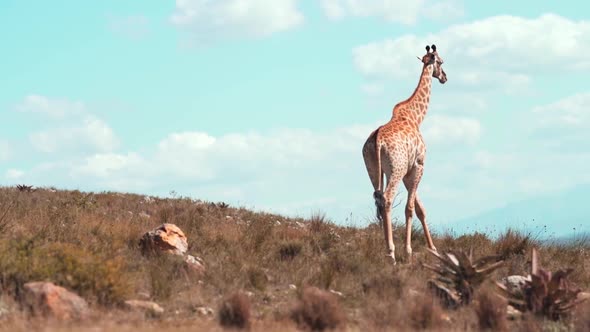Beautiful slow-motion  shot of giraffe walking in the grass in a sunny day. Cinematic Slow Motion of