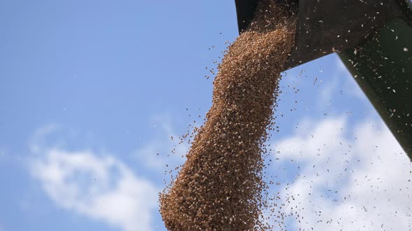 Wheat or Corn Kernels Falling From Combine Auger