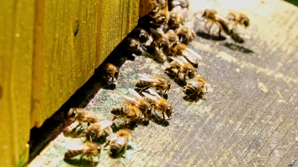 Closeup of bees enetre to beehive in sunny day, Poland