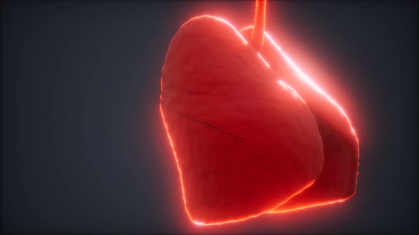 Loop 3d Rendered Medically Accurate Animation of the Human Lung alt