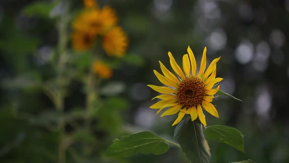 Sunflower sways in wind. sunflower flower closeup. field of yellow sunflower flowers against backgro
