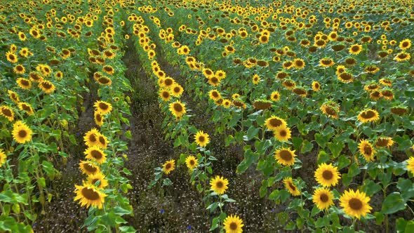 Aerial view of agriculture. Sunflower field in late summer.