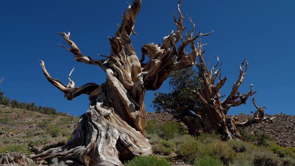 Incredible Bristlecone pine tree that is thousands of years old