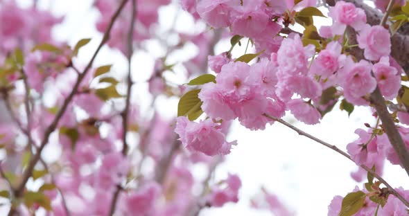 Sakura flower tree