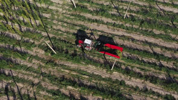 Agricultural Workers Harvest Hops in Tractor in the Field Aerial View