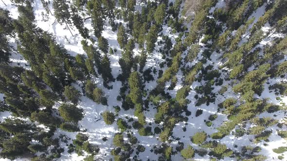 End of Winter in Sparse Mixed Forest, Spring is Approaching