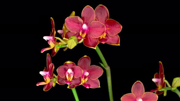 Blooming Red Orchid Phalaenopsis Flower