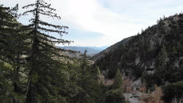 Aerial drone shot through green forest trees and canyons in the San Gabriel mountains of southern Ca