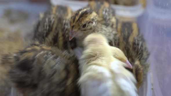 The Yellow and Black Feathers of the Chicks