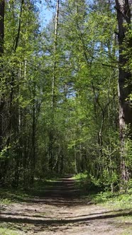 Vertical Video of Green Forest During the Day