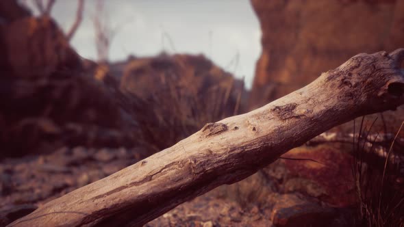 Dry Dead Tree Branches and Mountain Ridge