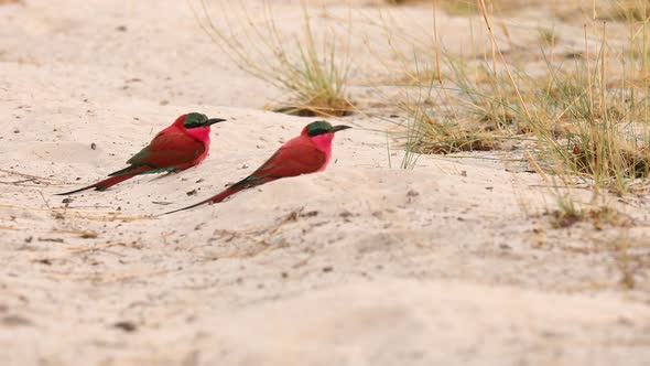 Close up: Two colorful Southern Carmine Bee-eater birds take flight