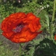 Two Bees Sitting in a Poppy Flower Collect Pollen - VideoHive Item for Sale