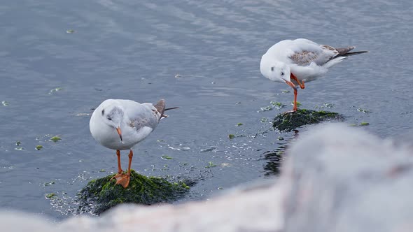Animal Bird Seagulls On Sea Water 1