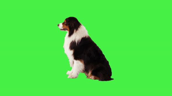 Australian Shepherd Dog Sits and Lays Down on a Green Screen Chroma Key