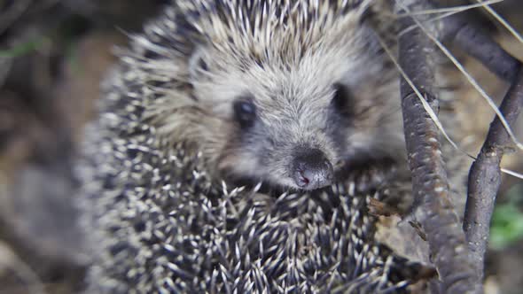 A Wild Hedgehog Curled Into a Ball