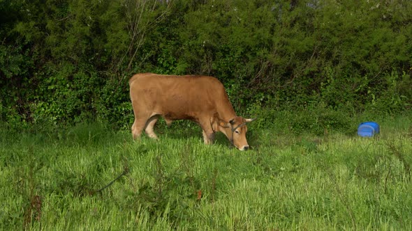 Cattle eating grass against green vegetation, Murtosa, Portugal