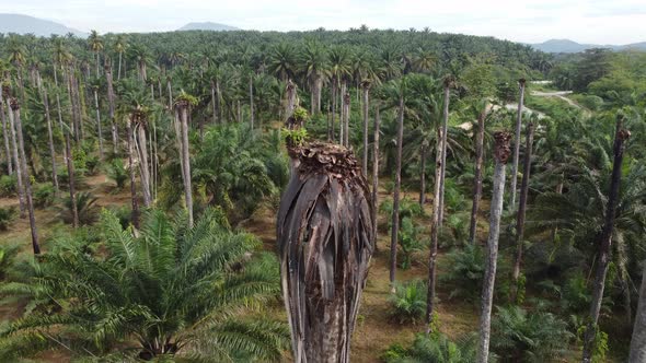 Dry bare tree oil palm plantation