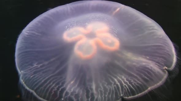Close Up of Moon Jellyfish
