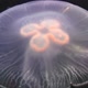 Close Up of Moon Jellyfish - VideoHive Item for Sale