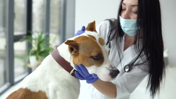 Vet in Medical Mask Checking a White Yellow Amstaff in Clinic