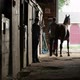 Man and Woman Leading Horse out Of Stable - VideoHive Item for Sale