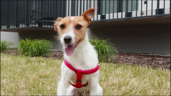 Dog Play with Toy Outdoors