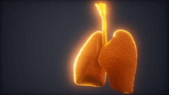 3d Animation of Human Lungs alt