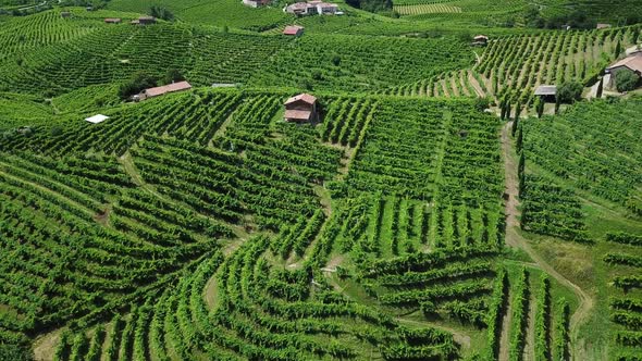 Vineyards with rural houses in Italy during a sunny summer day. Aerial drone shot of the green hills