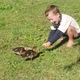 Little boy hand feeds family of wild ducks on river bank - VideoHive Item for Sale
