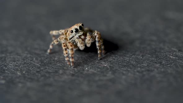 Small Jumping Spider on a Grey Background