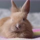 Little Cute Pet Rabbit Sitting on the Bed and Wiggling His Nose - VideoHive Item for Sale