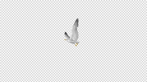 Sea Gull - Flying Transition II - 4K alt