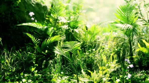 Close Up Jungle Grass and Plants