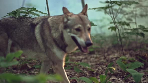 Dangerous Wolf Hunter in a Forest Landscape