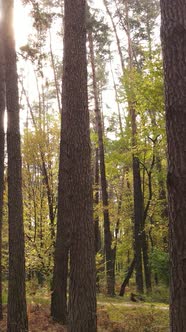 Vertical Video Autumn Forest with Trees By Day Slow Motion