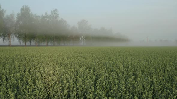 Flight Above Field