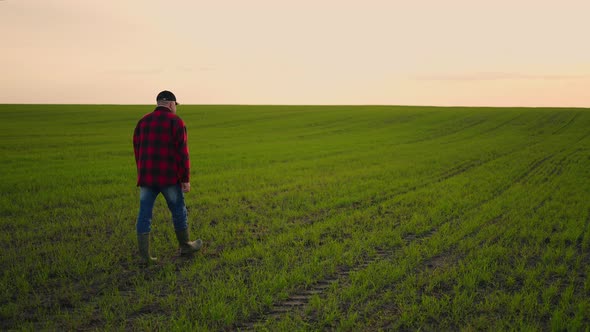 A Farmer Businessman Walks Through His Field of Cereal or Soybean Fields and Inspects the Property
