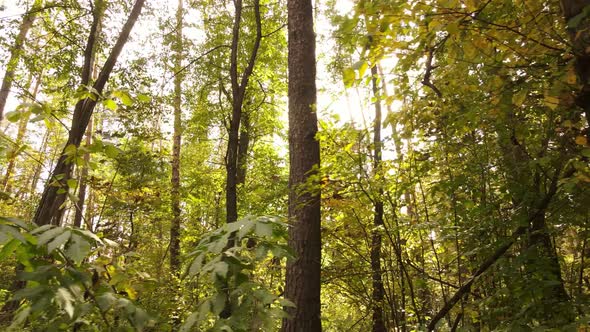 Forest with Trees in an Autumn Day