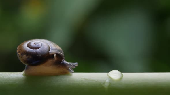 Life of snails in the nature