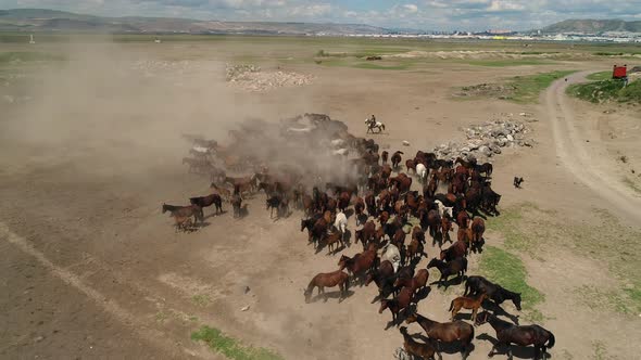 Herd Of Wild Horses