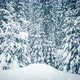 Beautiful Fluffy Snow Tree Branches - VideoHive Item for Sale