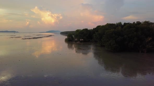 Aerial view sunset view the mangrove trees near coastal