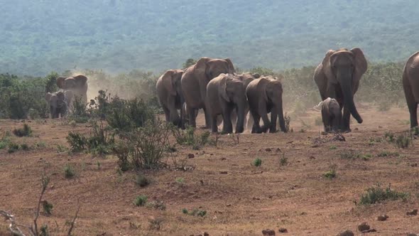 Herd of African Elephants walking on the savanna 