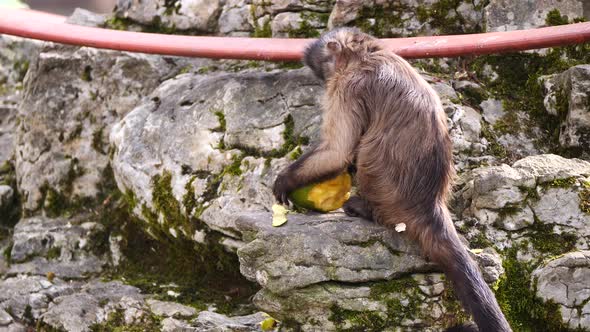 Close up shot of Capuchin Monkey holding and eating Mango Fruit on rock in Zoo