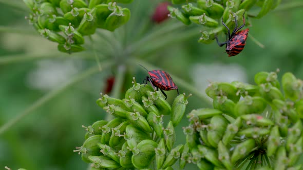 Climbing stink bugs in green plant during daytime,macro close up shot