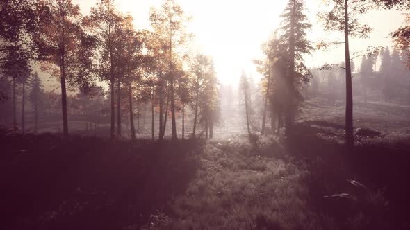 Moon Light Over the Spruce Trees of Magic Mystery Night Forest