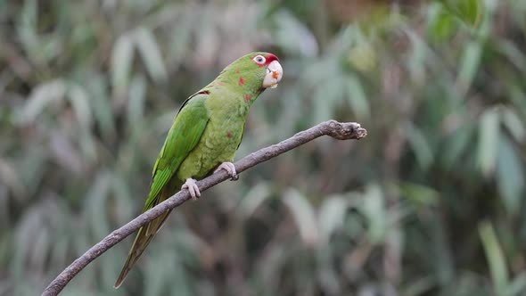 Close up shot of a long tailed exotic green mitred parakeet, aratinga mitrata; perched on a wooden s