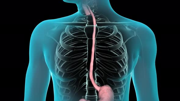 digestive 2154.mov alt